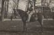 Bobbie te paard 1